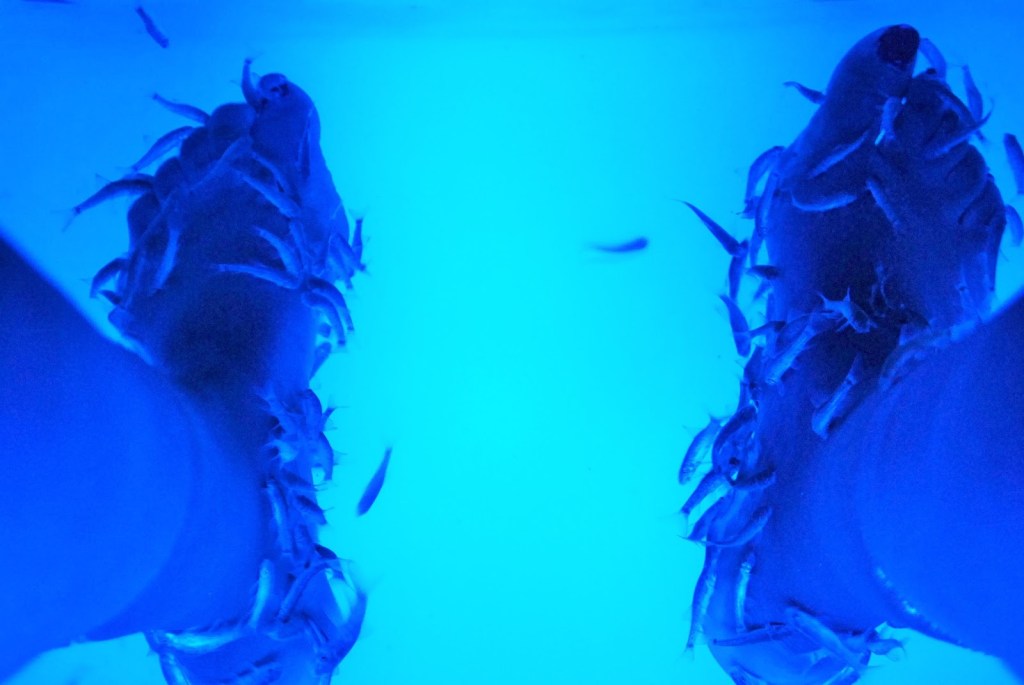 Bon Plan Marseille 2ème : Une Fish Pédicure au Moment Fish Spa